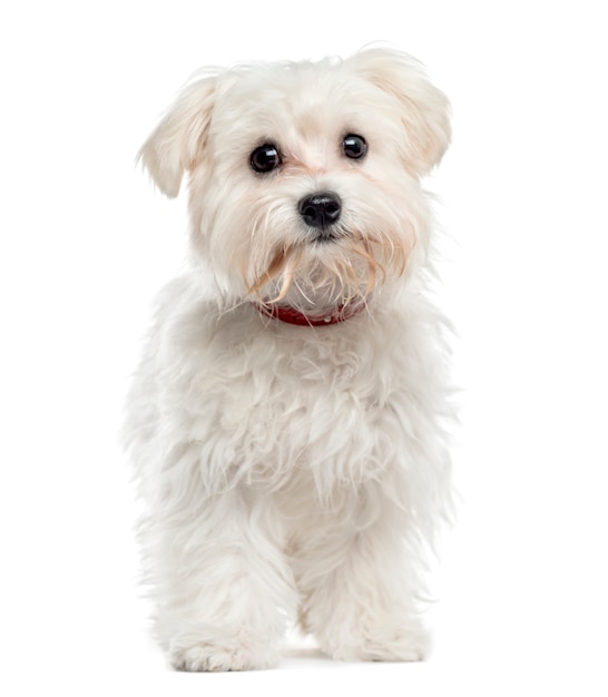 Maltese dog standing