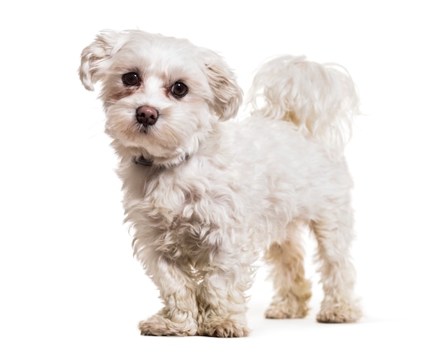 Maltese dog standing