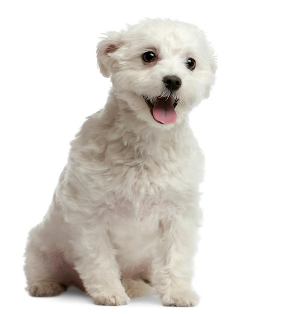 Maltese dog on white