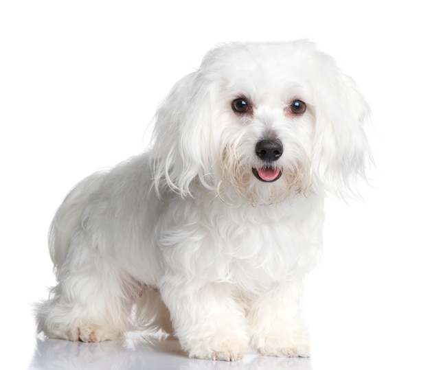 Maltese dog with 1 year. Dog portrait isolated