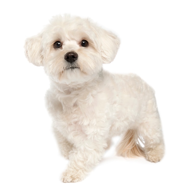 Maltese dog with 1 year. Dog portrait isolated