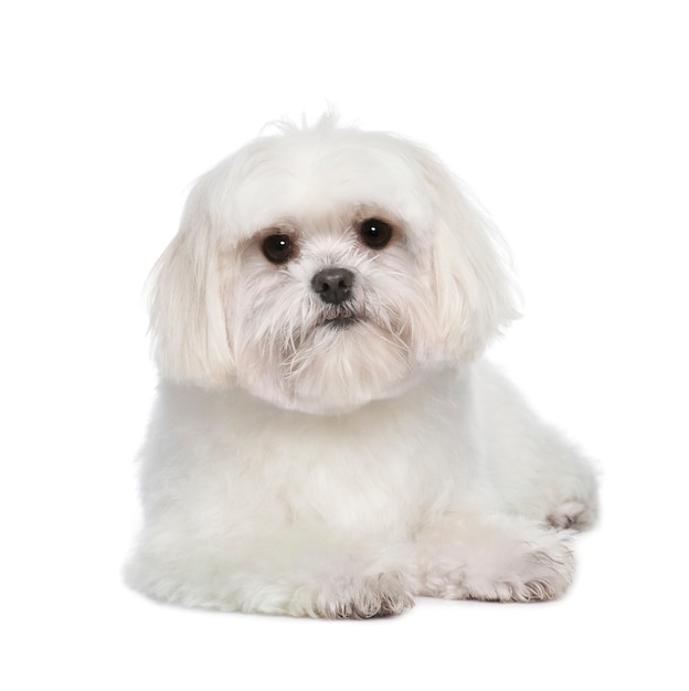 Мальтийская собака с 2 лет. Портрет собаки изолированный