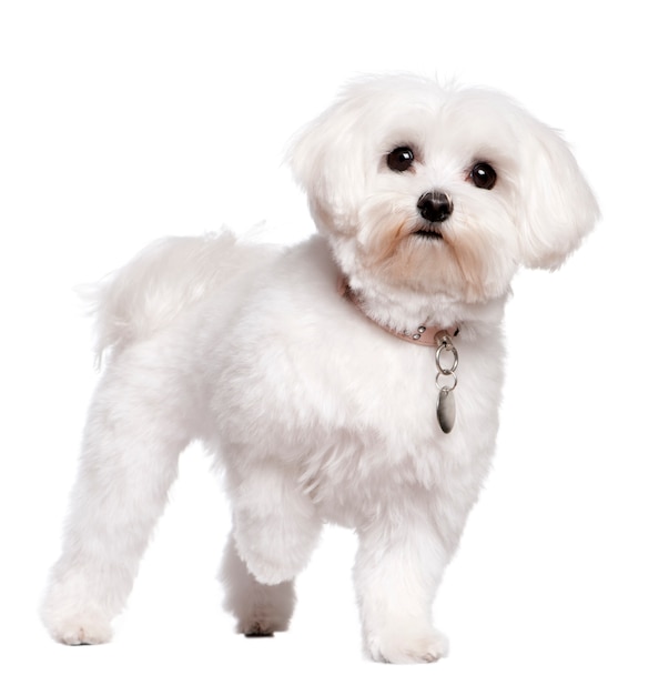 Maltese dog with 2 years old.