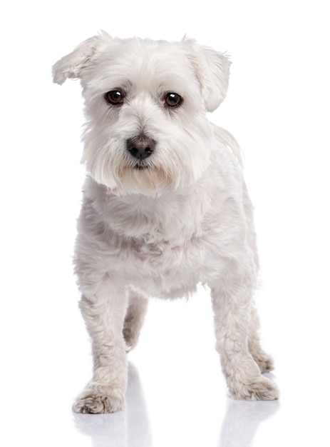 Maltese dog with 6 months old.