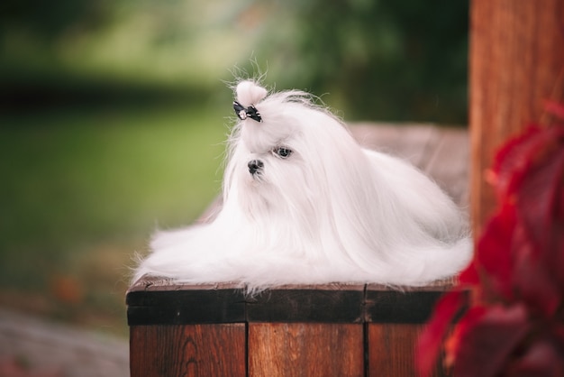 Cane maltese con una bella toelettatura