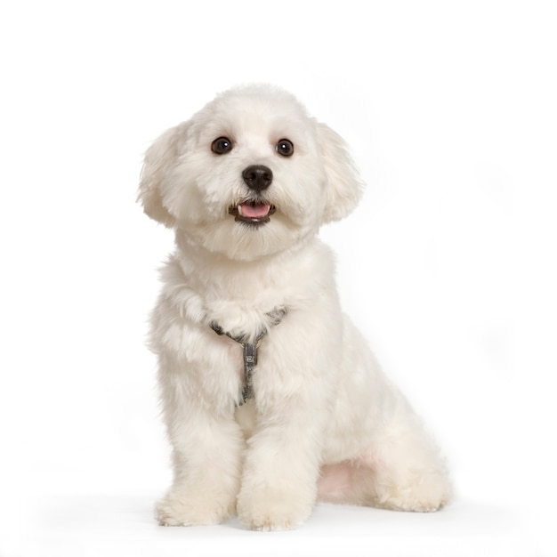 Photo maltese dog