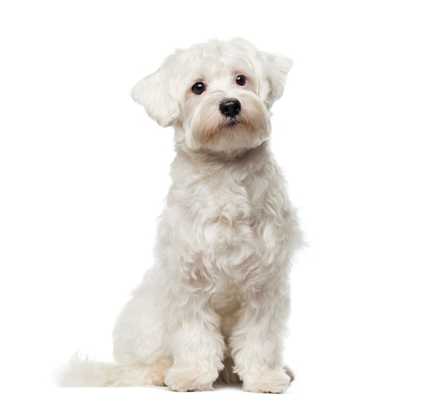 Maltese in front of a white wall