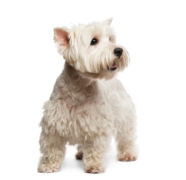 Maltese in front of a white wall