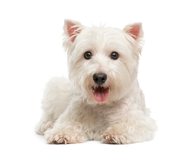 Maltese in front of a white wall