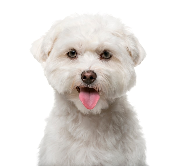 Maltese in front of a white wall