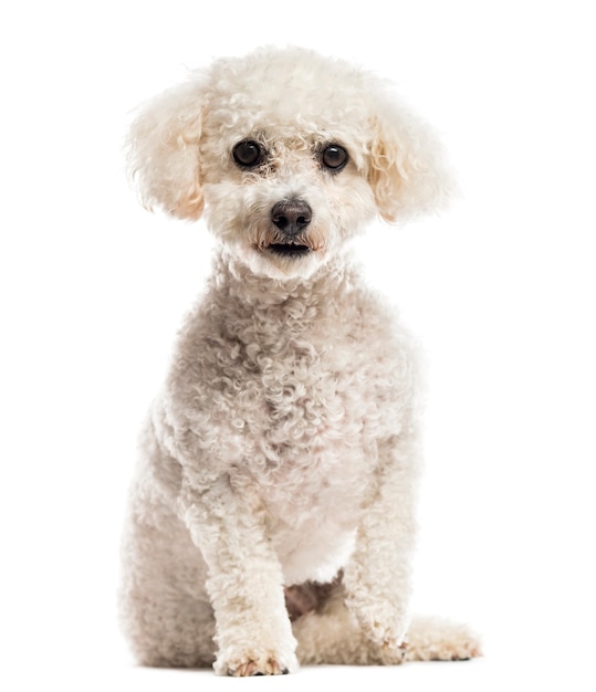 Maltese in front of a white wall