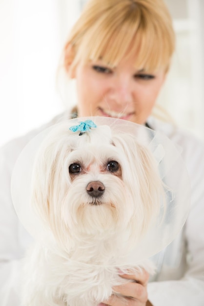 Maltese hond bij de dokter