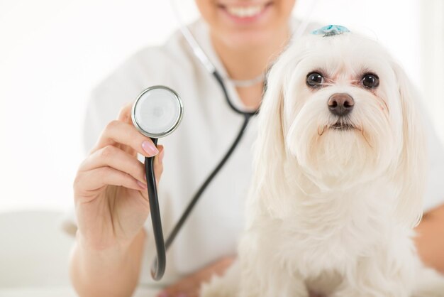 Maltese hond bij de dokter