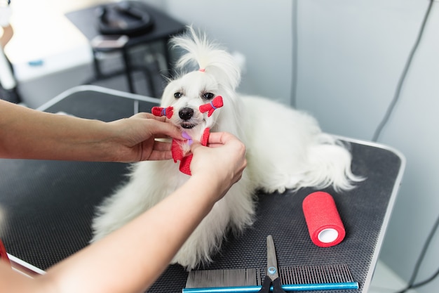 Maltese hond bij trimsalon.