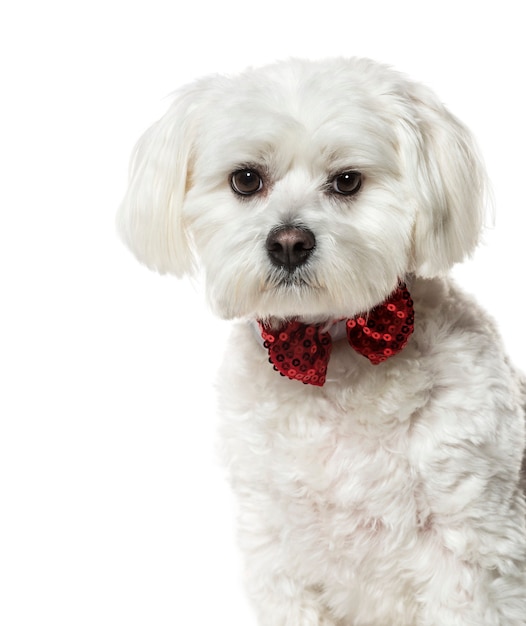 Maltese hond in vlinderdas tegen witte achtergrond