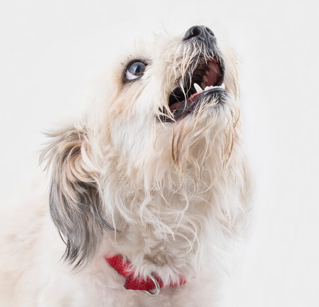 Maltese Honds Puppyhond op Witte Achtergrond