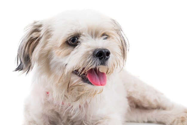 Maltese Honds Puppyhond op Witte Achtergrond