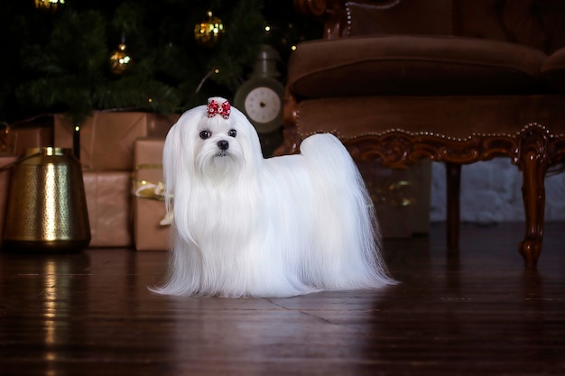 maltese lapdog in a chair