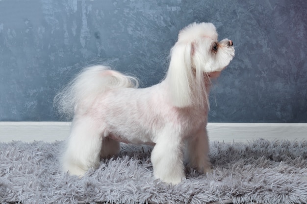 Maltese lapdog on a grey wall after grooming.