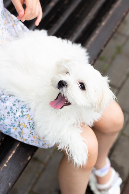 The Maltese lapdog is lying on the lap of a girl with her tongue sticking out