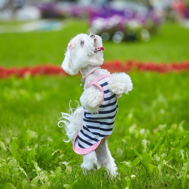 Maltese lapdog in the park on the grass