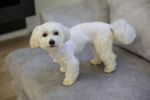 Maltese lapdog puppy stands on the sofa in the living room Loving pet