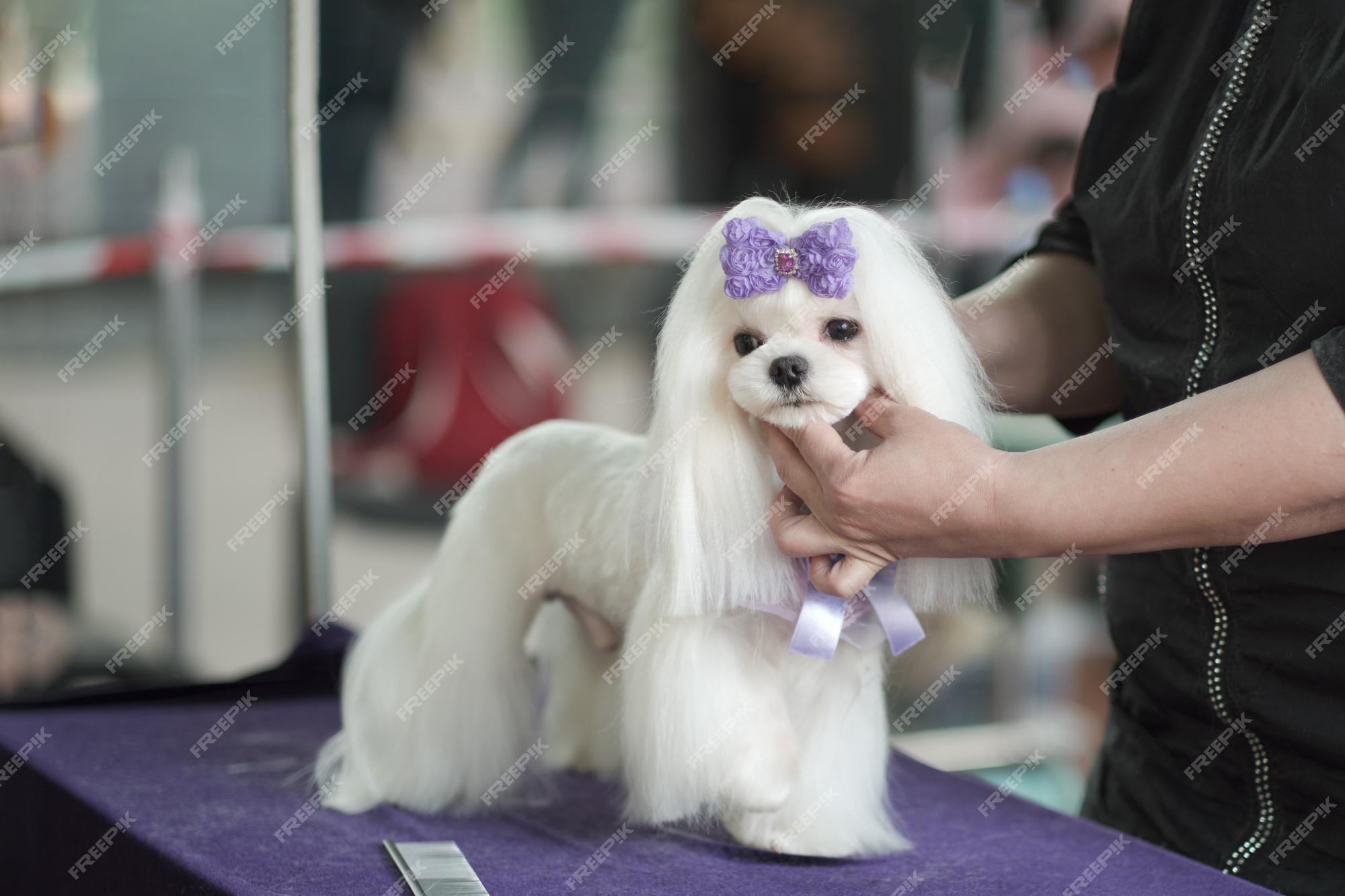 Premium Photo | Maltese lapdog in a rack with a new hairstyle after grooming Premium Photo | Maltese lapdog in a rack with a new hairstyle after grooming