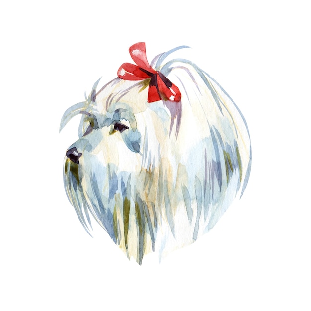 몰타 푸들 개 수채화 배경에 볼로냐 장난감 또는 미니어처 푸들 귀여운 강아지
