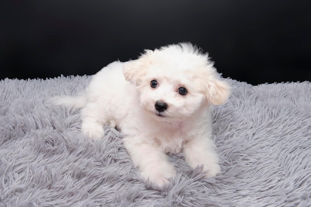 Maltese puppy op een pluizige mat geïsoleerd op zwarte achtergrond.