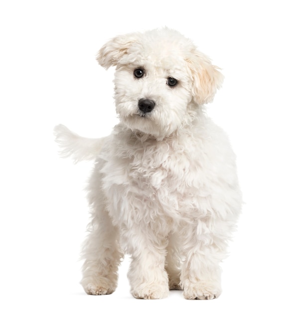 Maltese puppy staande, geïsoleerd op wit