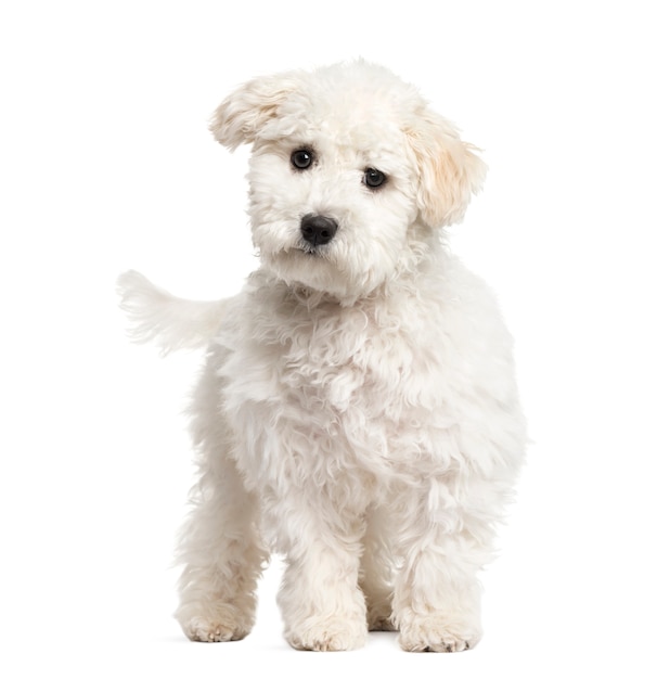 Maltese puppy standing, isolated on white