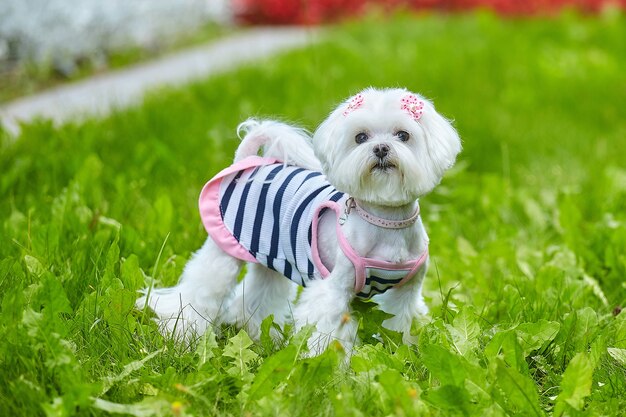 Maltese schoothondje in het Park op het gras