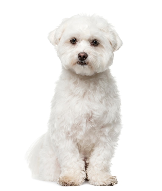 Maltese sitting in front of a white wall