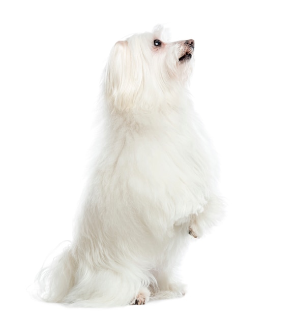 Maltese upright isolated on white