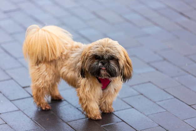 Maltese for a walk. Shih Tzu on the street