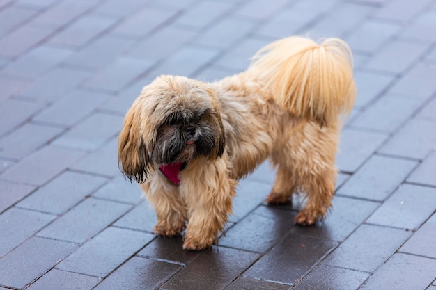 Maltese for a walk. Shih Tzu on the street