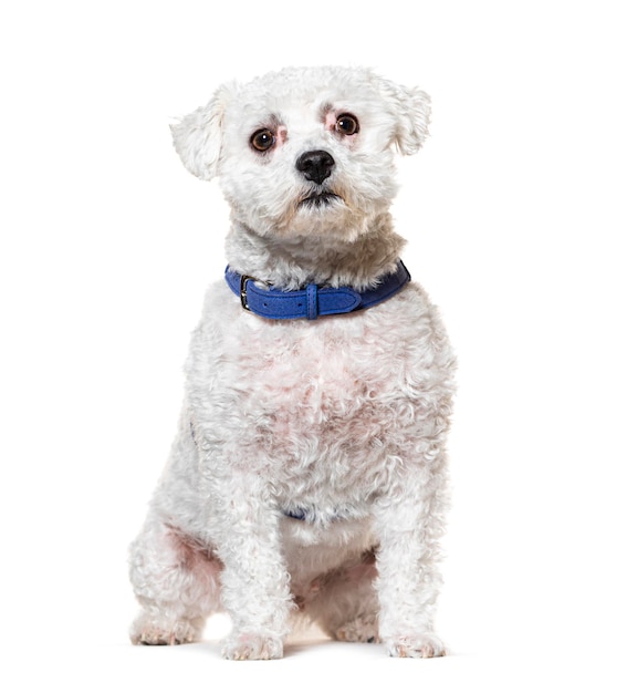 Maltese wearing a blue harness isolated on white