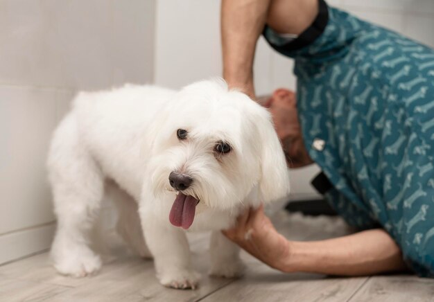 Maltese white dog in the grooming saloon