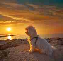 Photo maltichon pet dog looking beach sunset