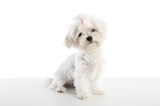 Photo maltichon puppy bichon maltese on white