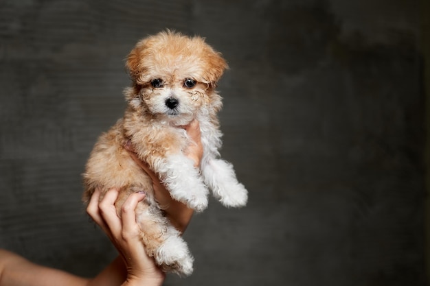 Maltipoo puppy. Adorable Maltese and Poodle mix Puppy in women hands on gray background