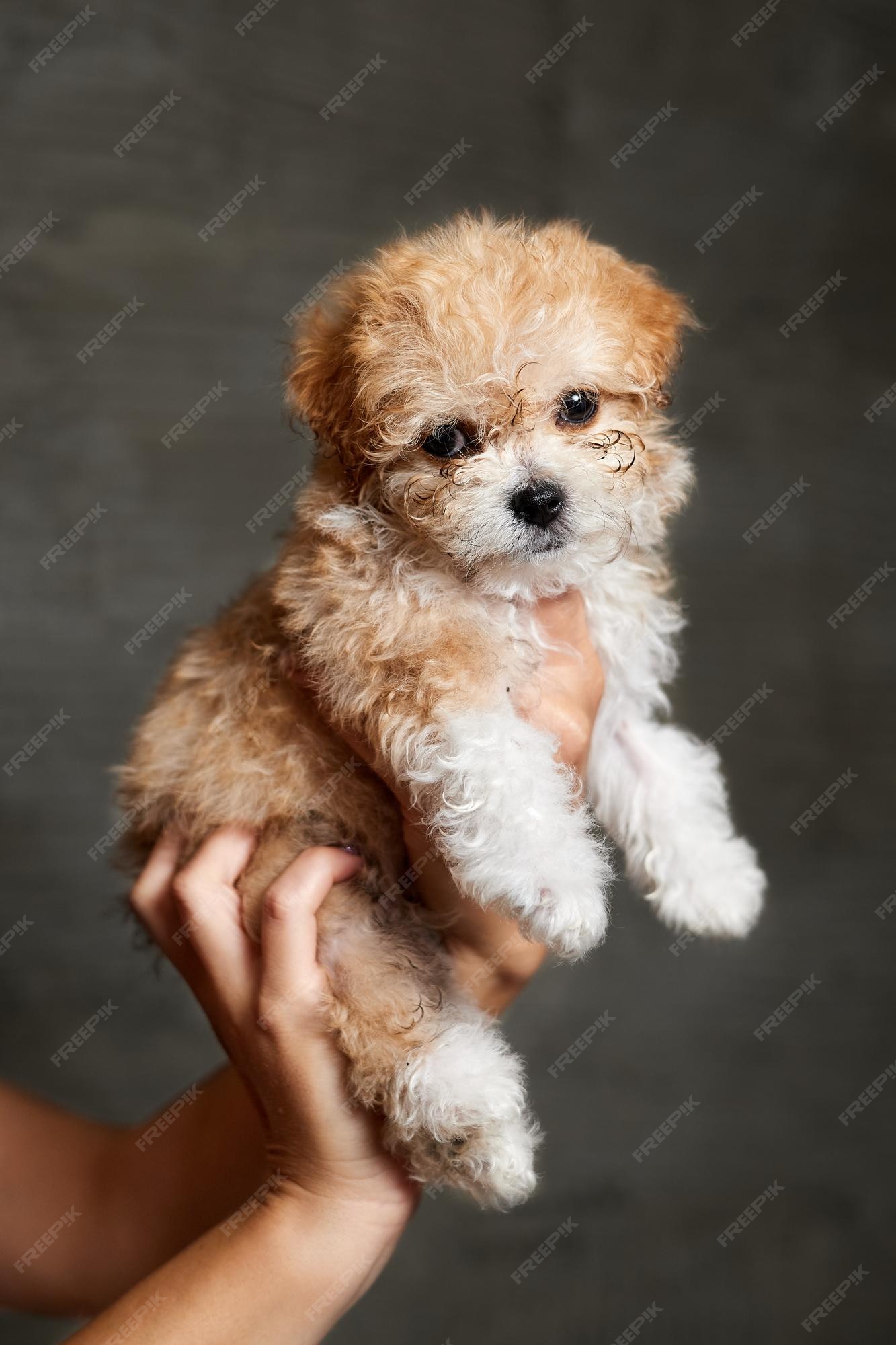 Premium Photo | Maltipoo puppy adorable maltese and poodle mix puppy in women hands gray background