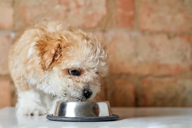 Photo maltipoo puppy eats from a metal bowl on a brick wall background