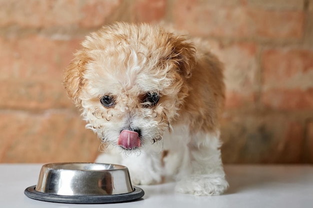 Maltipoo 강아지는 벽돌 벽 배경에 금속 그릇에서 먹는다