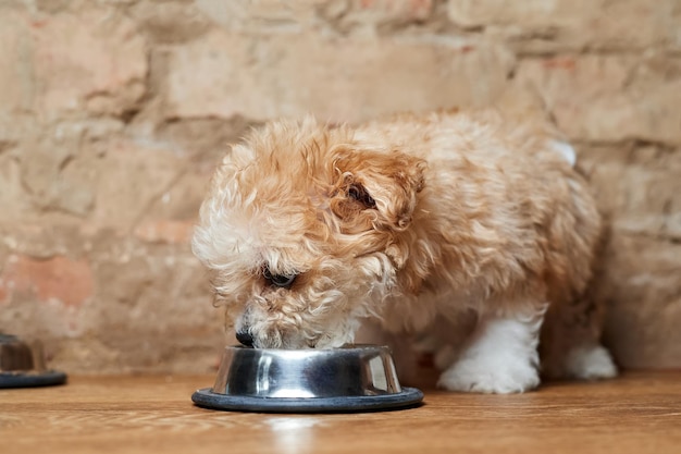 Maltipoo puppy eats from a metal bowl on a brick wall background
