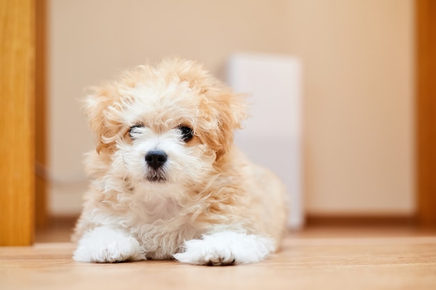 Maltipoo puppy is lying on the floor near the air purifier in the room