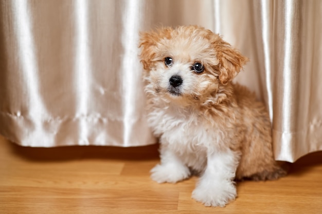 Maltipoo puppy is sitting on the floor