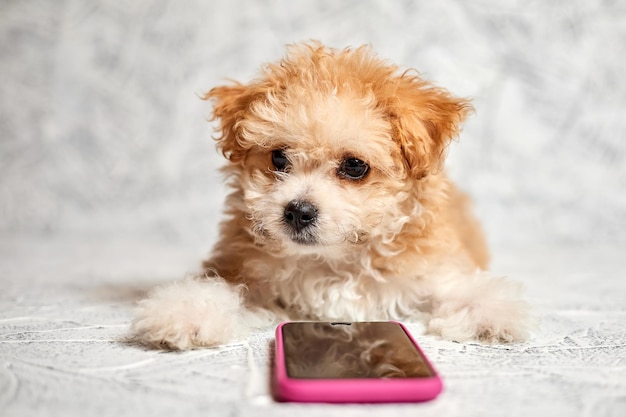 Maltipoo 강아지는 회색 배경에 스마트폰 근처에 있습니다. 클로즈업, 선택적 초점