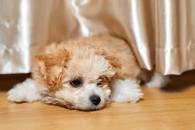 Maltipoo-puppy ligt op de grond