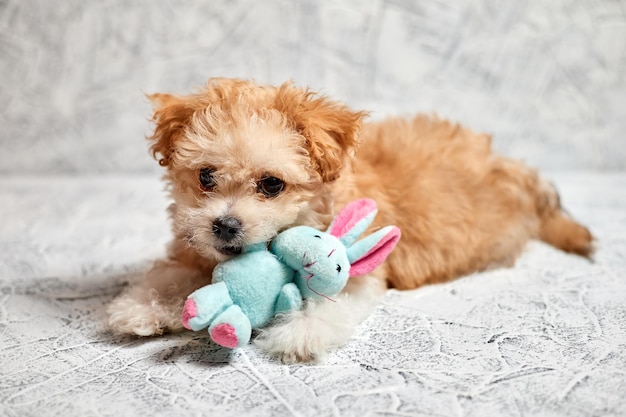 Maltipoo-puppy met een stuk speelgoed pluchekonijn op grijze achtergrond